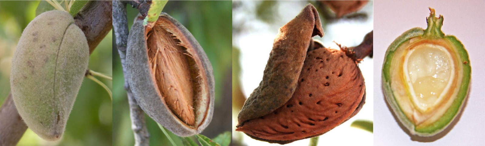 247 · almendro_boca_fruto_fenologia_2