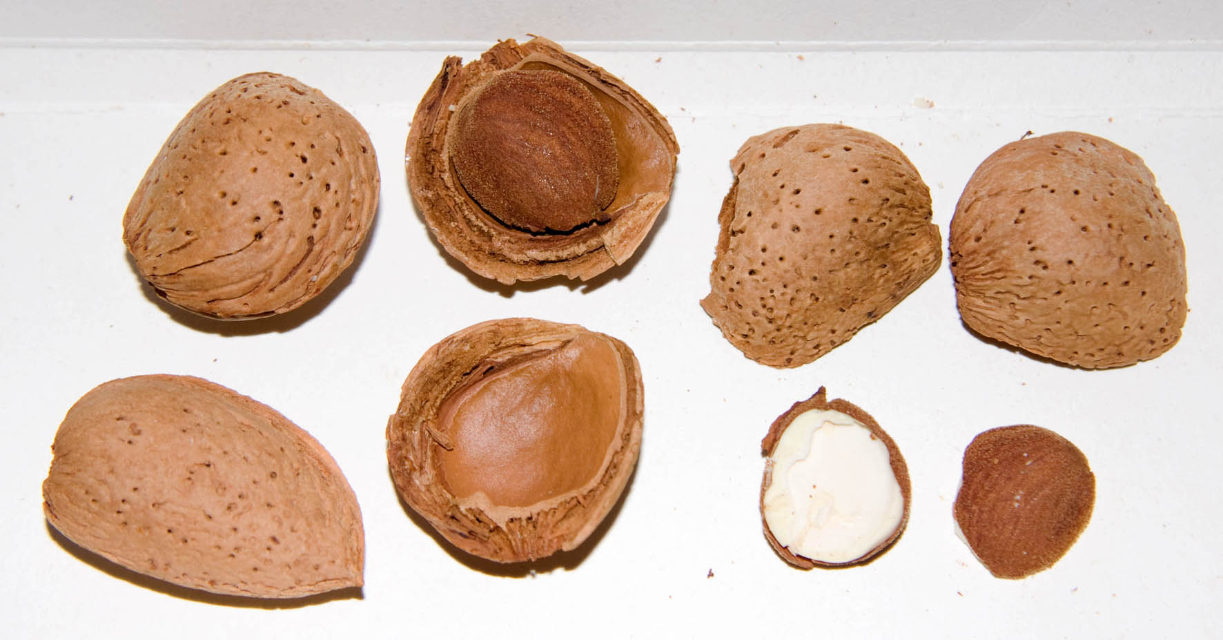 248 · almendra_dura_fruto_caract_VQ