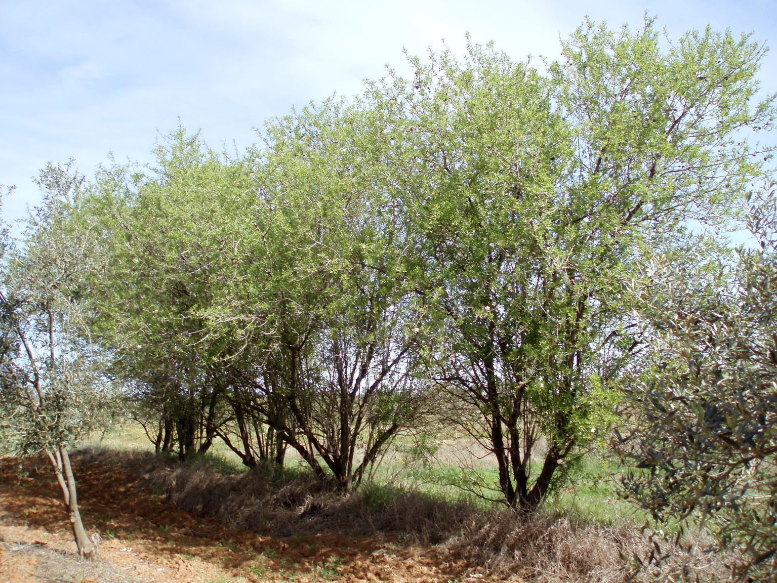 249 · almendro_arboles_olivar_almonte