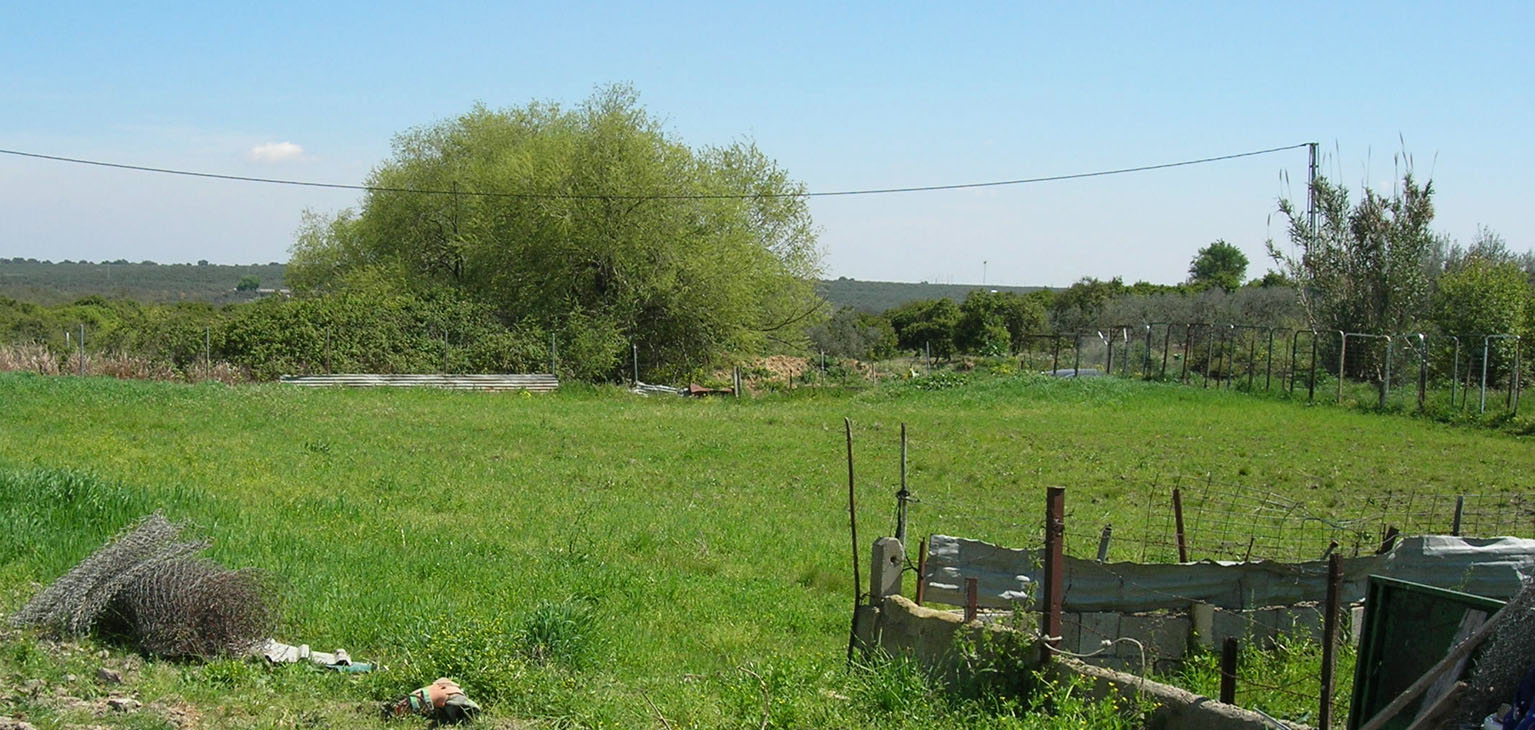 251 · almendro_arbol_finca_venancio_hinojos