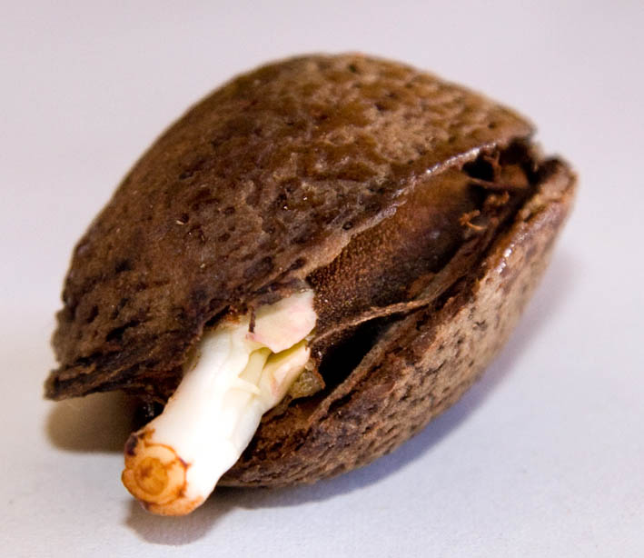 254 · almendra_galaroza_fruto_germinando