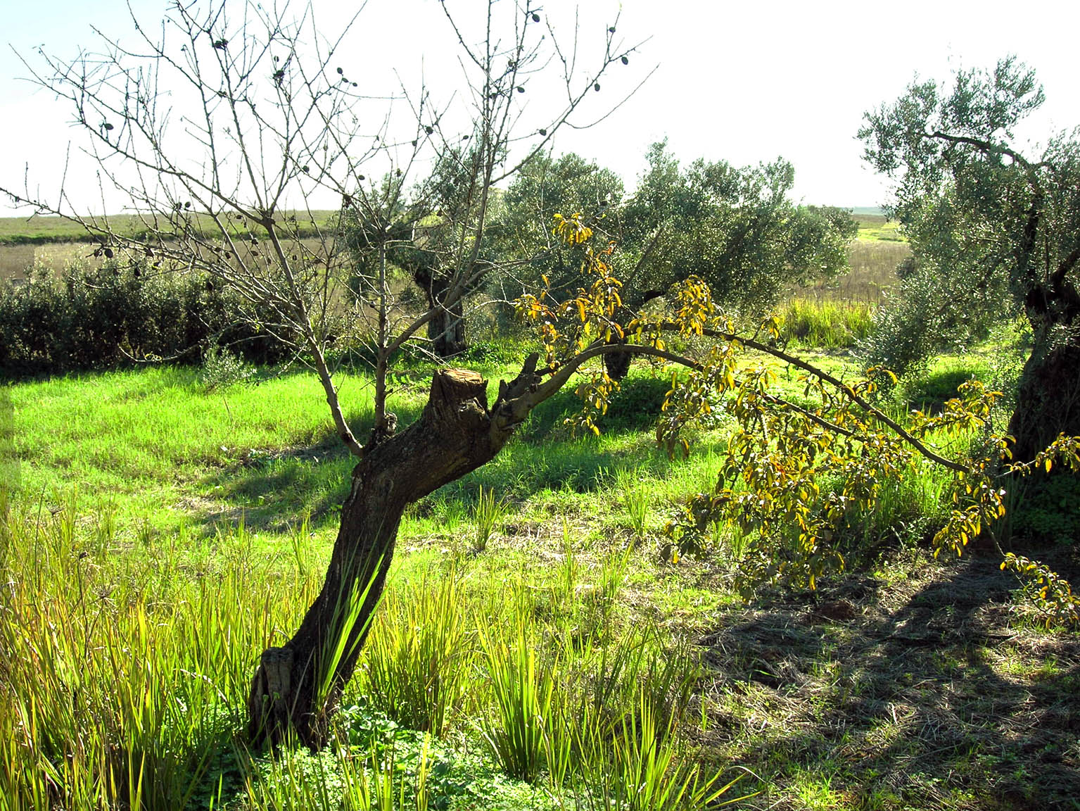 255 · almendro_boca_injerto_melocotonero