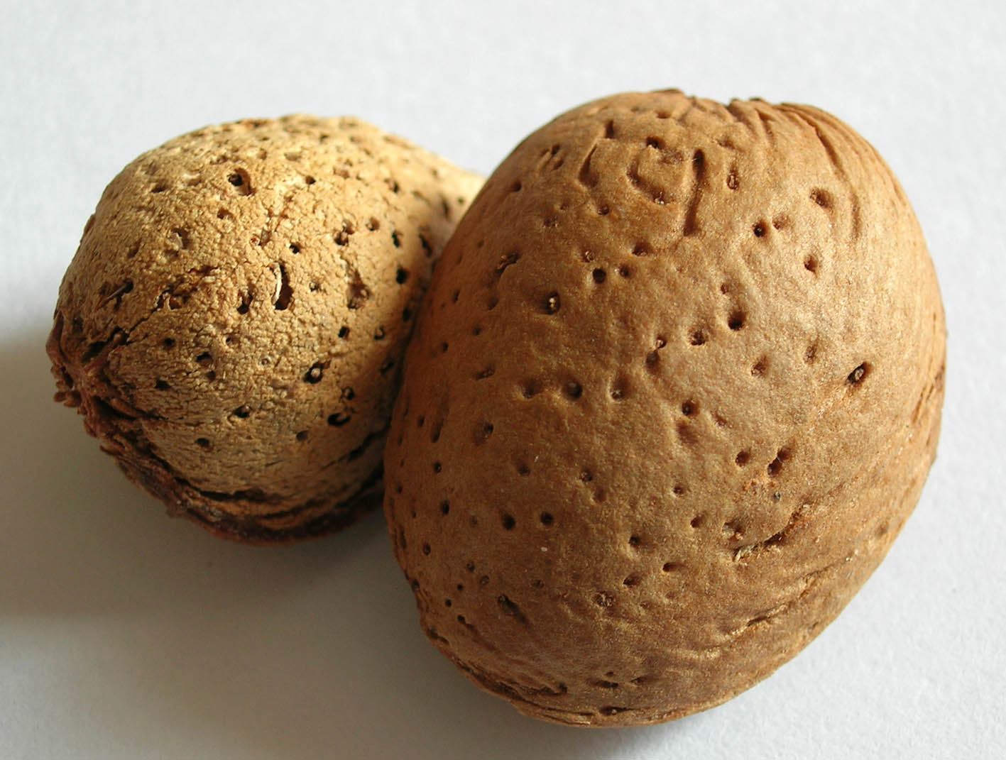 256 · almendro_boca_fruto_(1)_VQ
