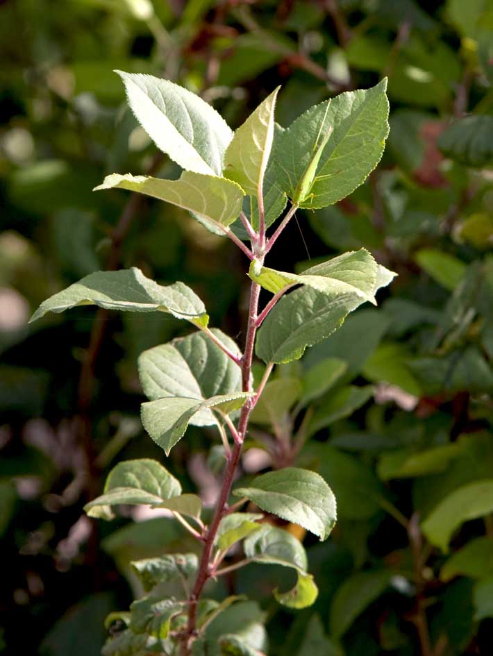 274 · AL_Pepe_salustiano_manzano_1_pie_3