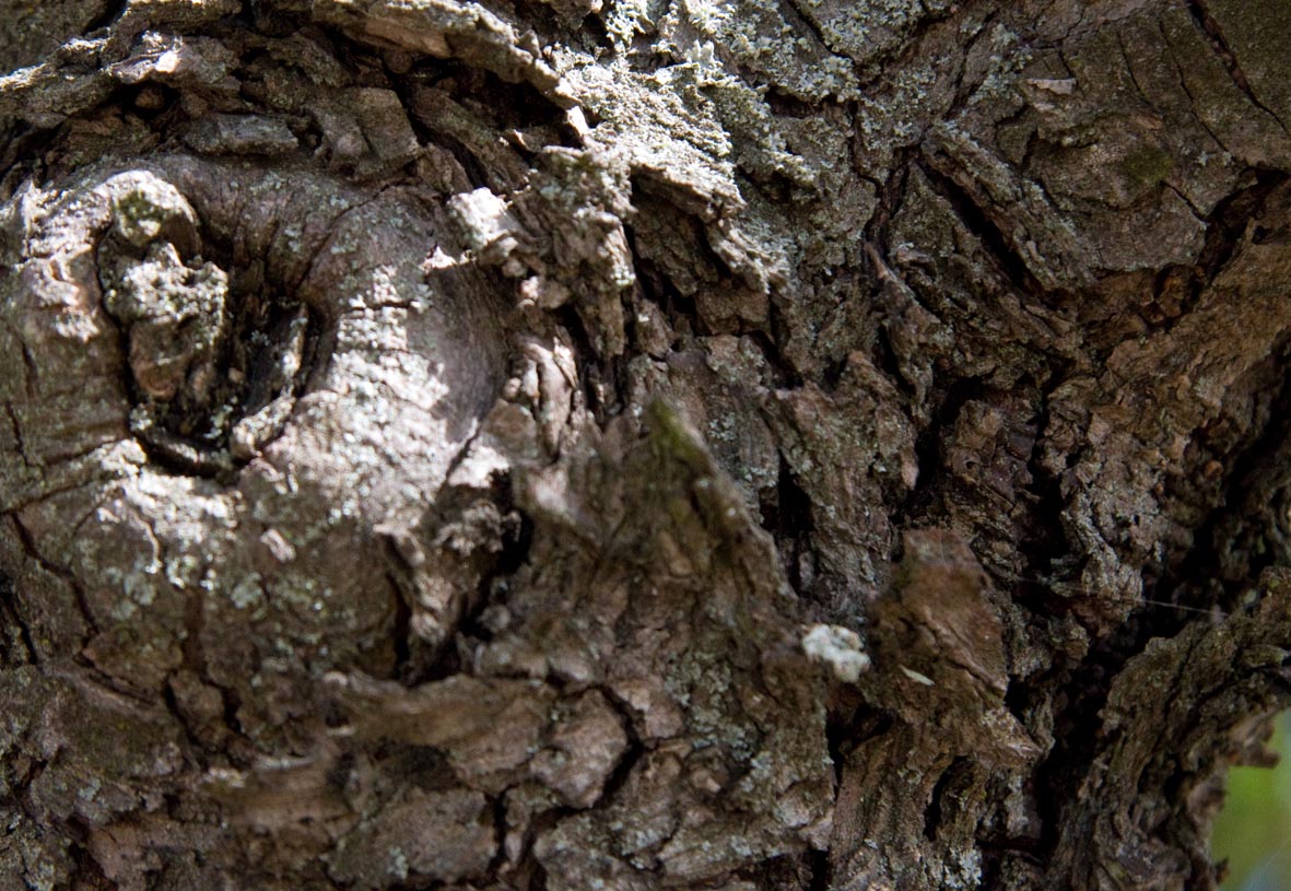 286 · peral_pardo_tronco_detalle