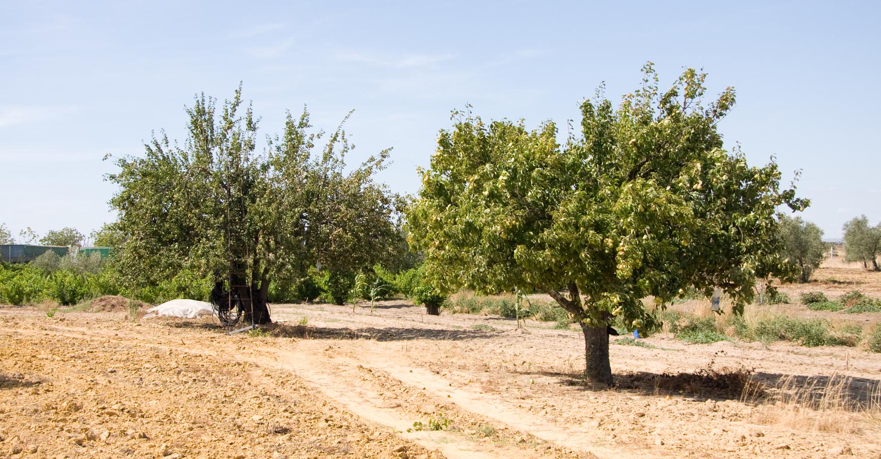 297 · peral_pardo_y_ercolini_paisaje