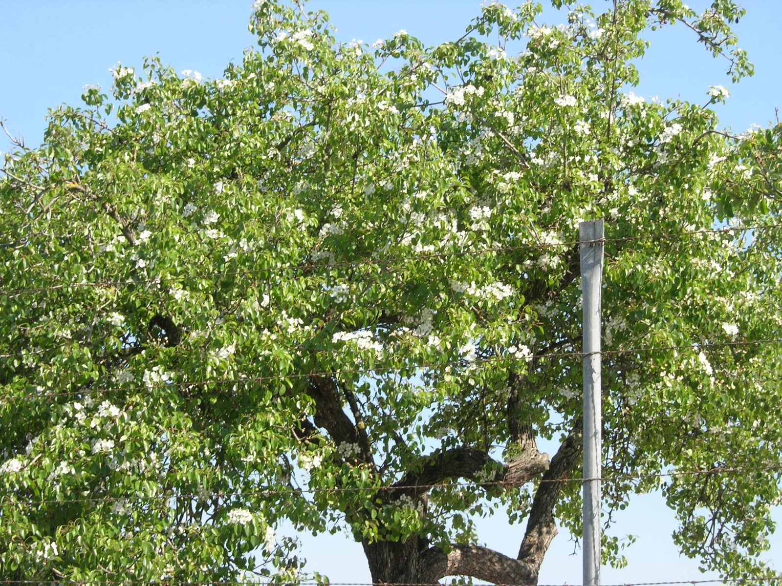 299 · VQ_Juan_Cano_2007_03_30_peral_pardo_3