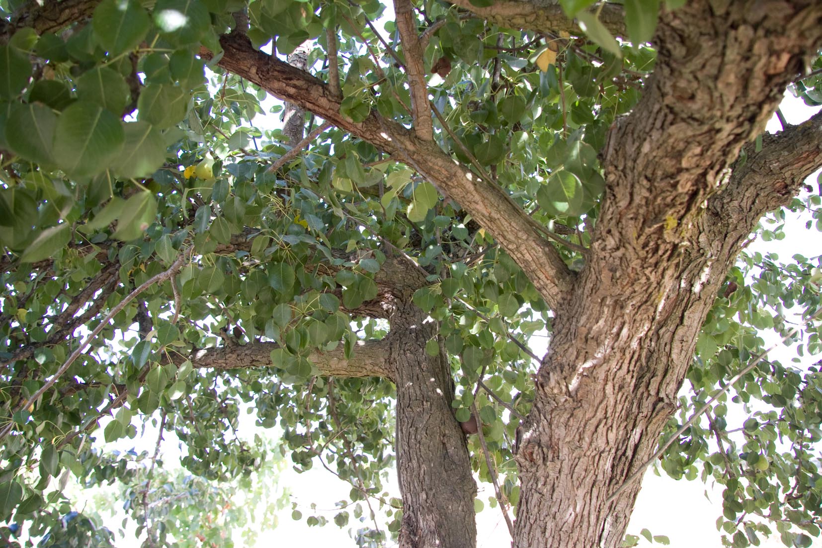 305 · peral_blanquillo_ramas_interior