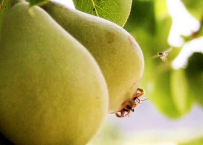 308 · Peral_2_fruto_mosca_junio