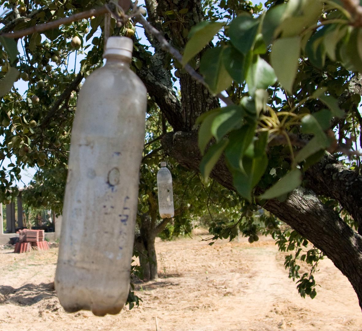 309 · peral_pardo_botellas