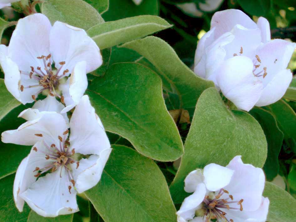 318 · Manuel_Orihuela_membrillero_flor_marzo