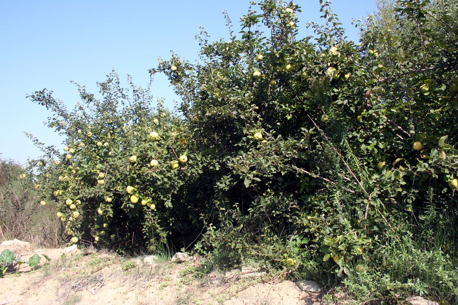 325 · Membrillo_ecología_hn