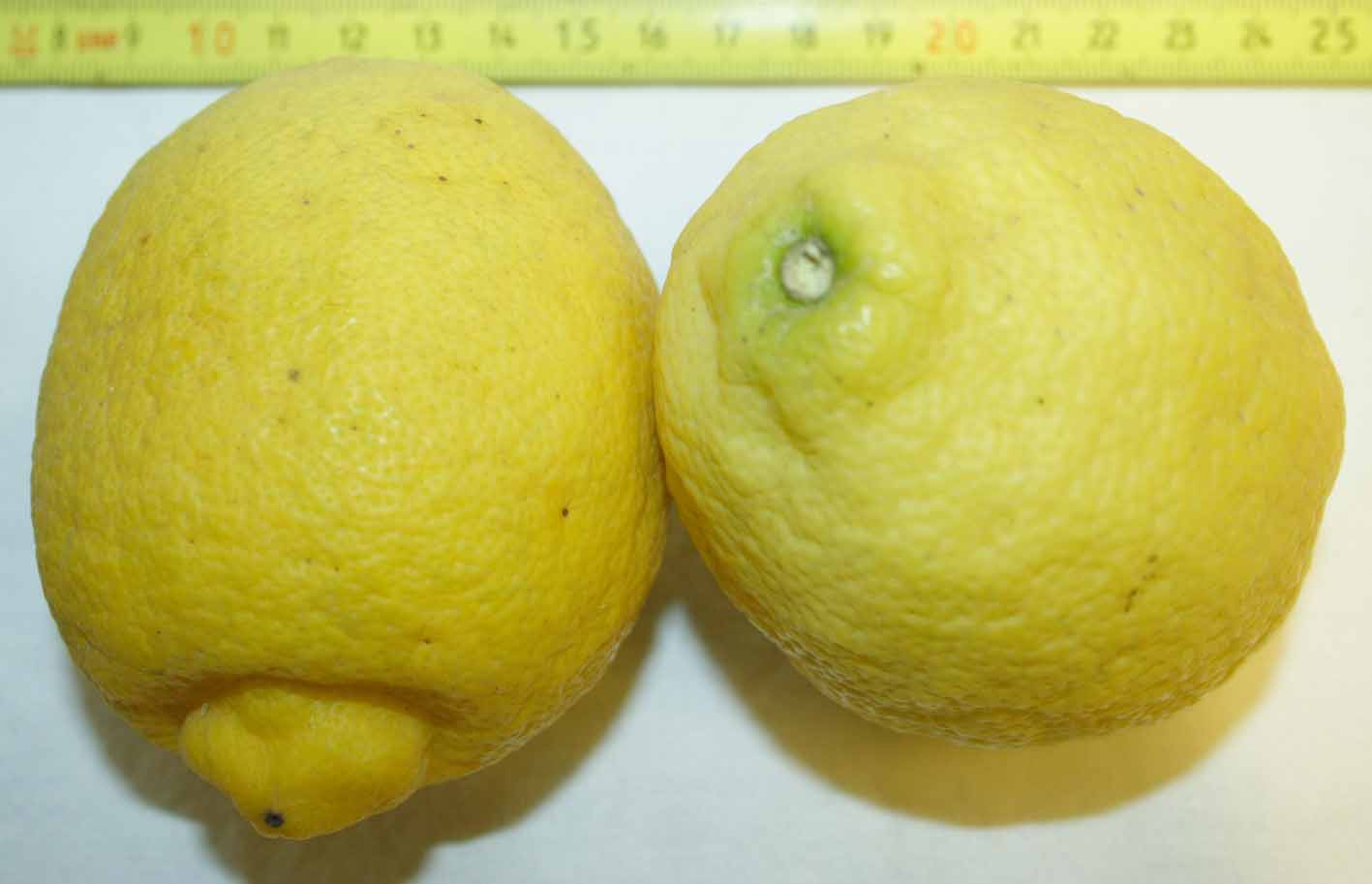 328 · VQ_Diego_Rodriguez_2008_05_28_Limonero lunario_02