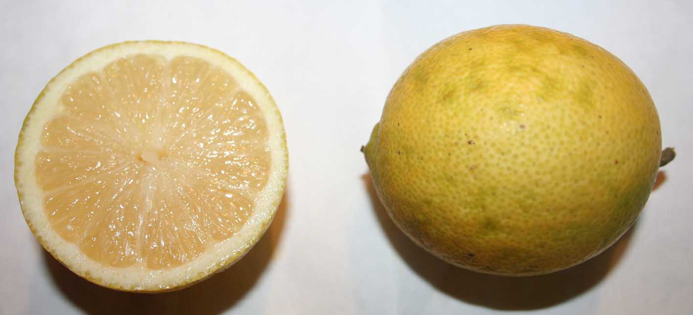 329 · AL_Manuel_Camillero_2007_06_12_Limonero lunario__04