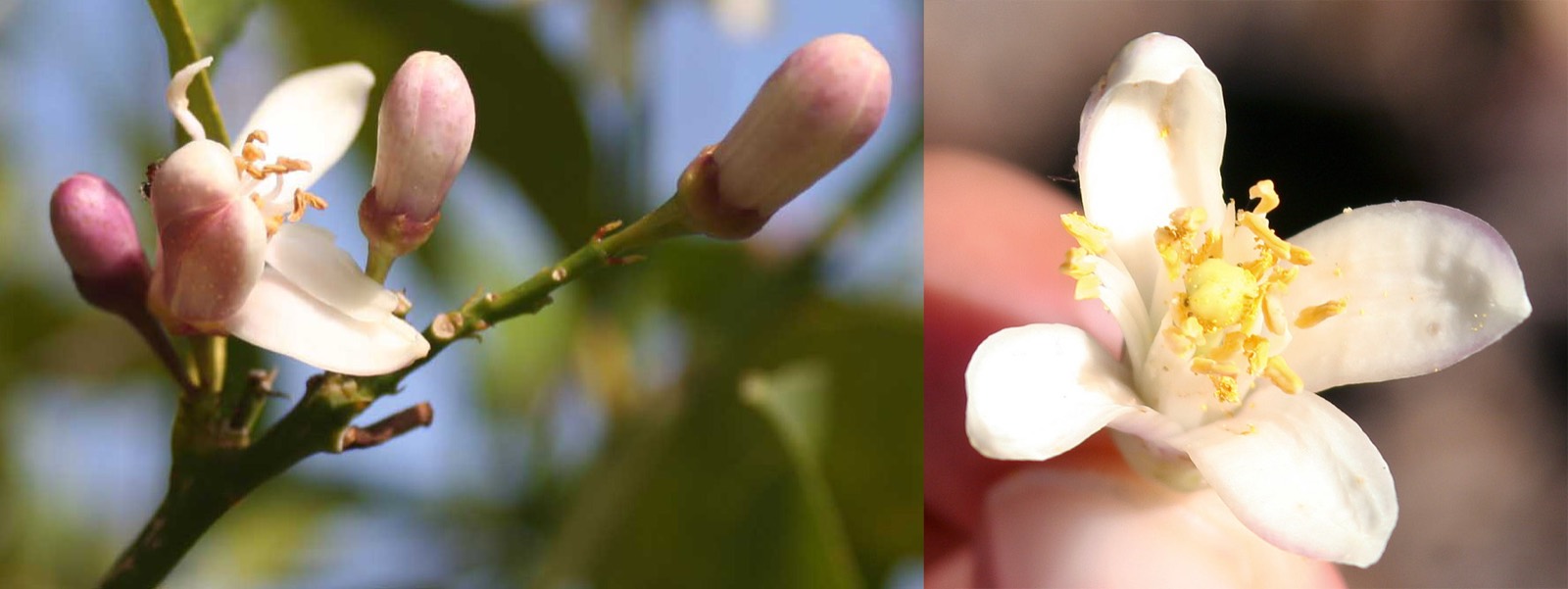 333 · limonero_almonte_y_lunario_flor