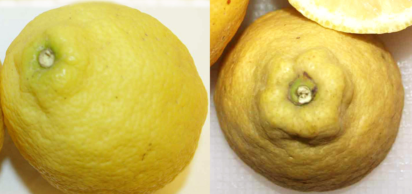 335 · limonero_lunario_fruto_cuello_corbata_comp
