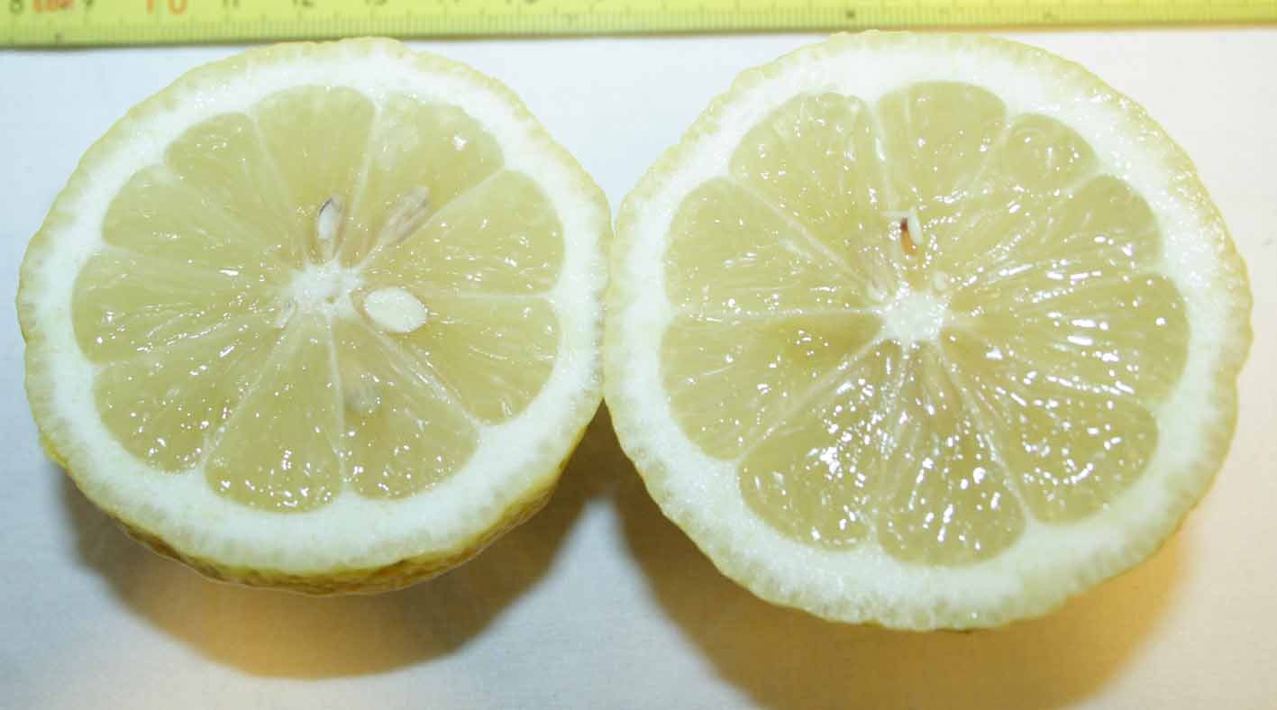 336 · VQ_Diego_Rodriguez_2008_05_28_Limonero lunario_06