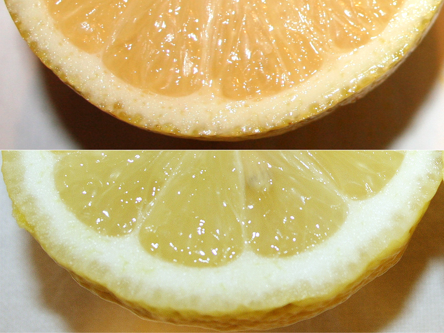 337 · limonero_almonte_lunario_abajo_fruto_cascara