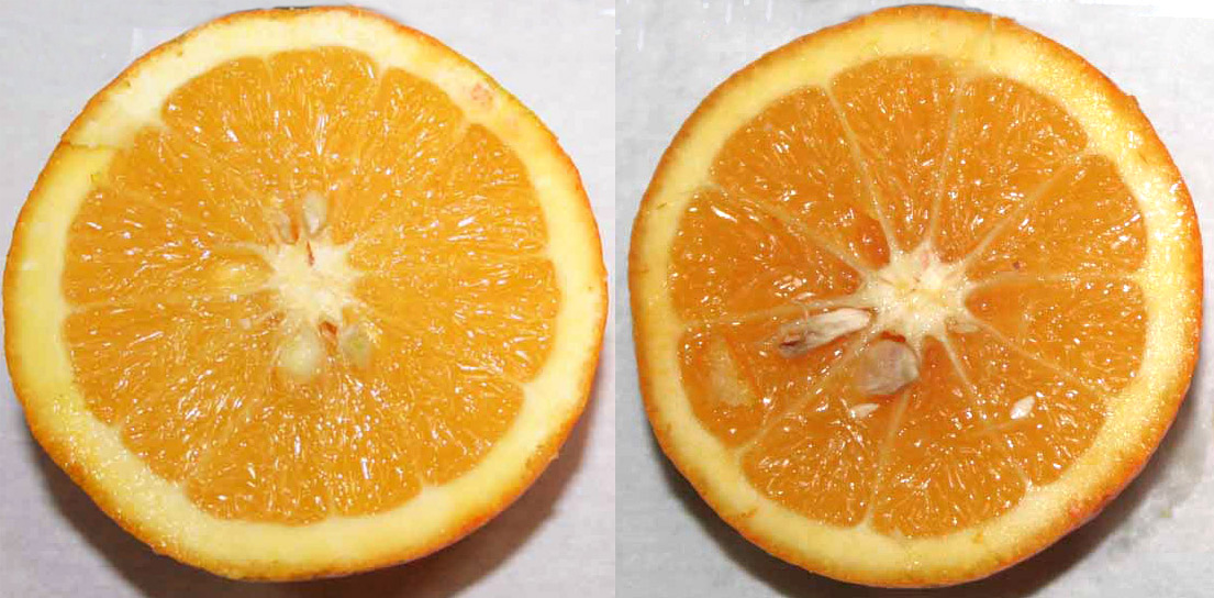 344 · naranja_imperial_y_china_fruto_caract_AL