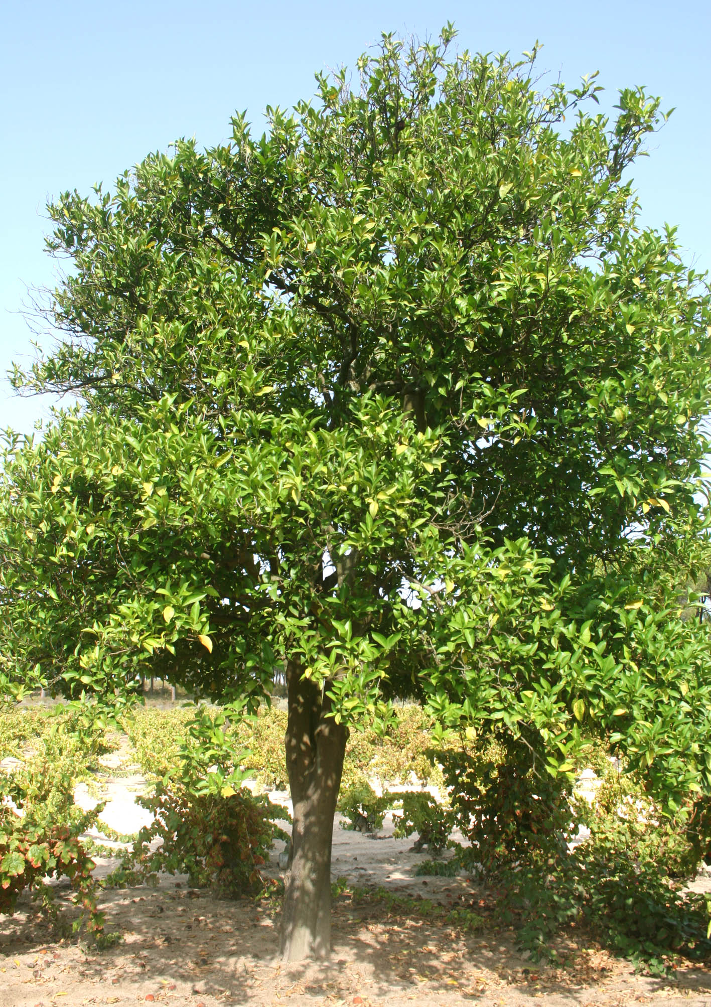 348 · naranjo_chino_arbol_ecologia_1