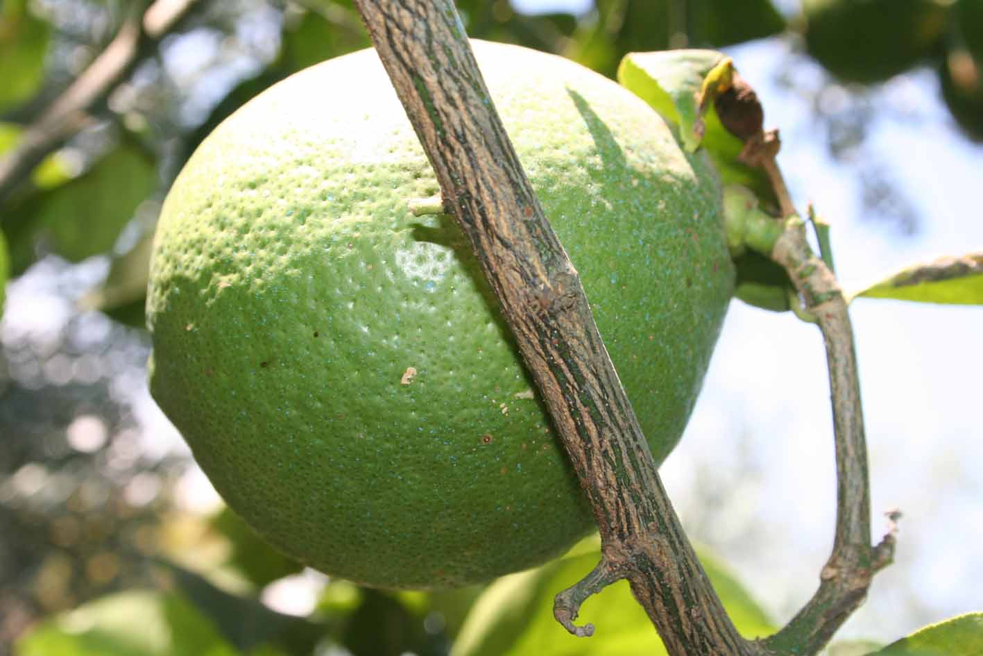 349 · VQ_Diego_Rodriguez_2007_06_24_Limonero lunero 011