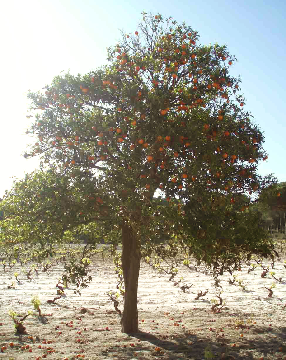 351 · Naranjo_imperial_arbol_almonte