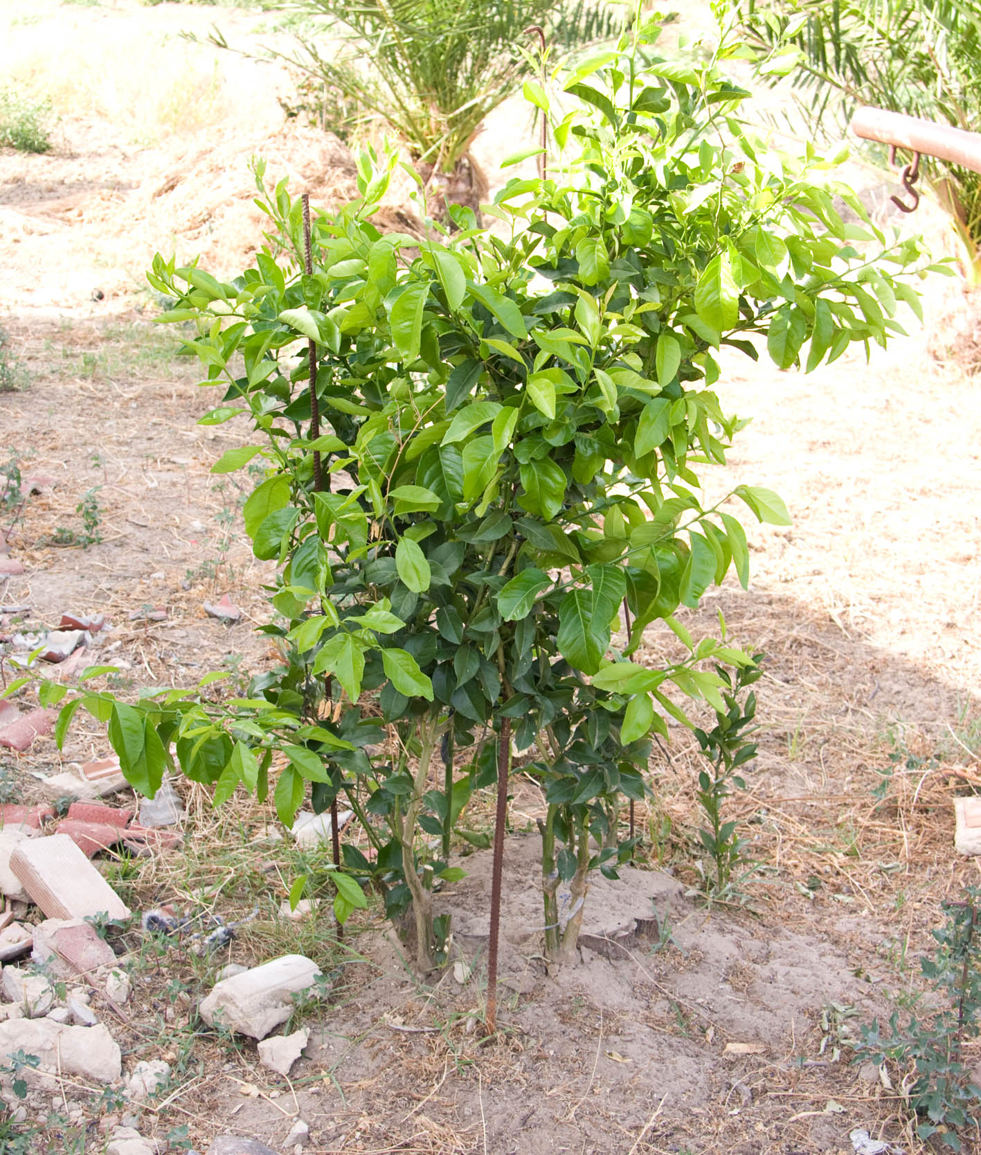 354 · naranjo_washingtona_pie_chino_1