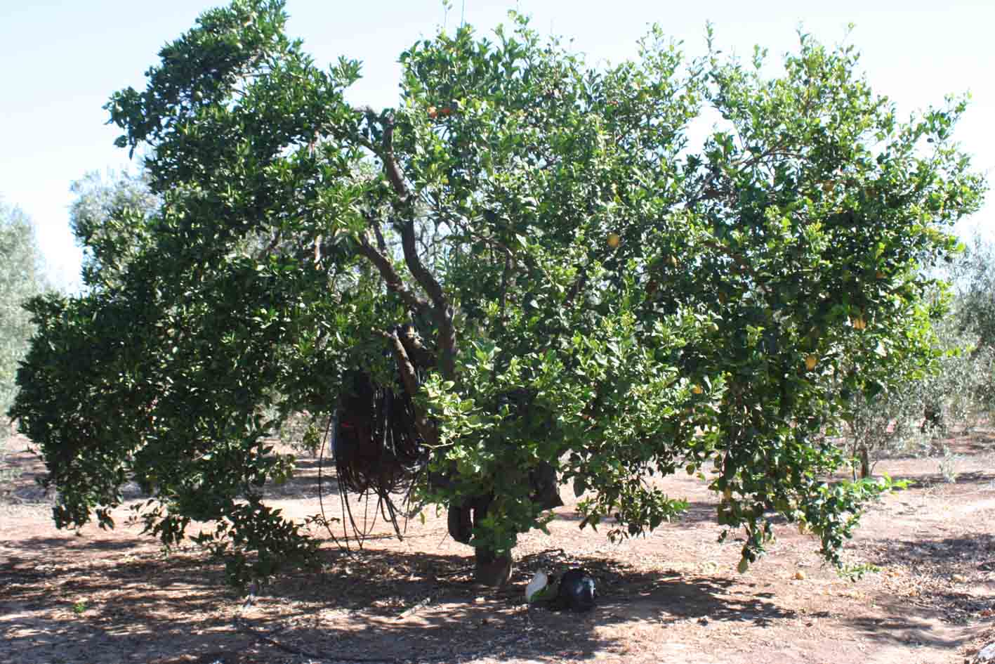 358 · HN_Antonio_Medina_2007_07_04_Limonero lunario8