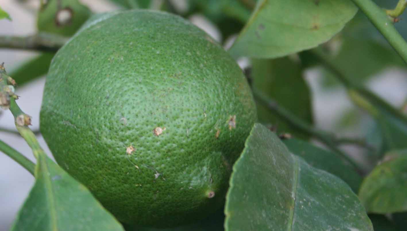 360 · VQ_Jesús_Galindo_2007_06_12_limon 039