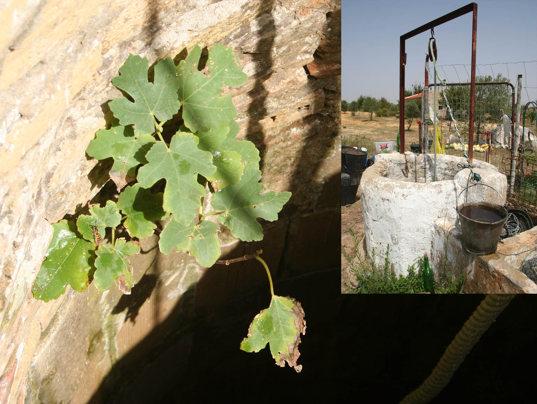 364 · higuera_pozo