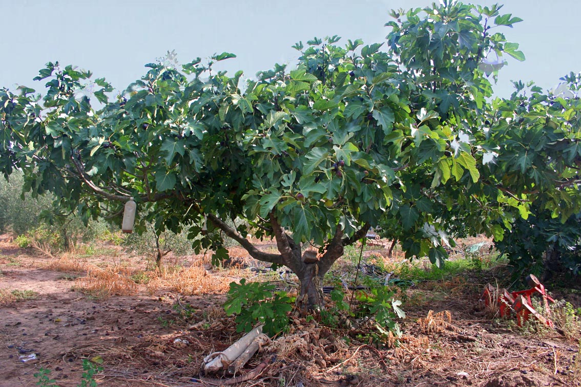 372 · higuera_zafarí_arbol
