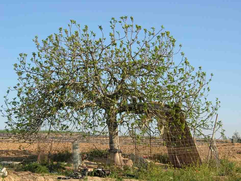 373 · AL_Antonio_Perez_2007_03_24_higuera blanca  (1)