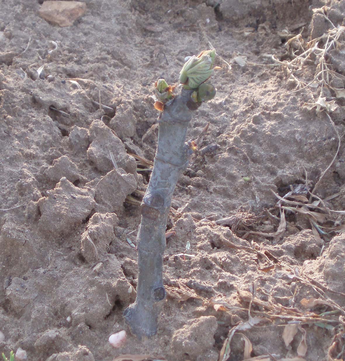 394 · Higuera_blanca_marzo_esqueje