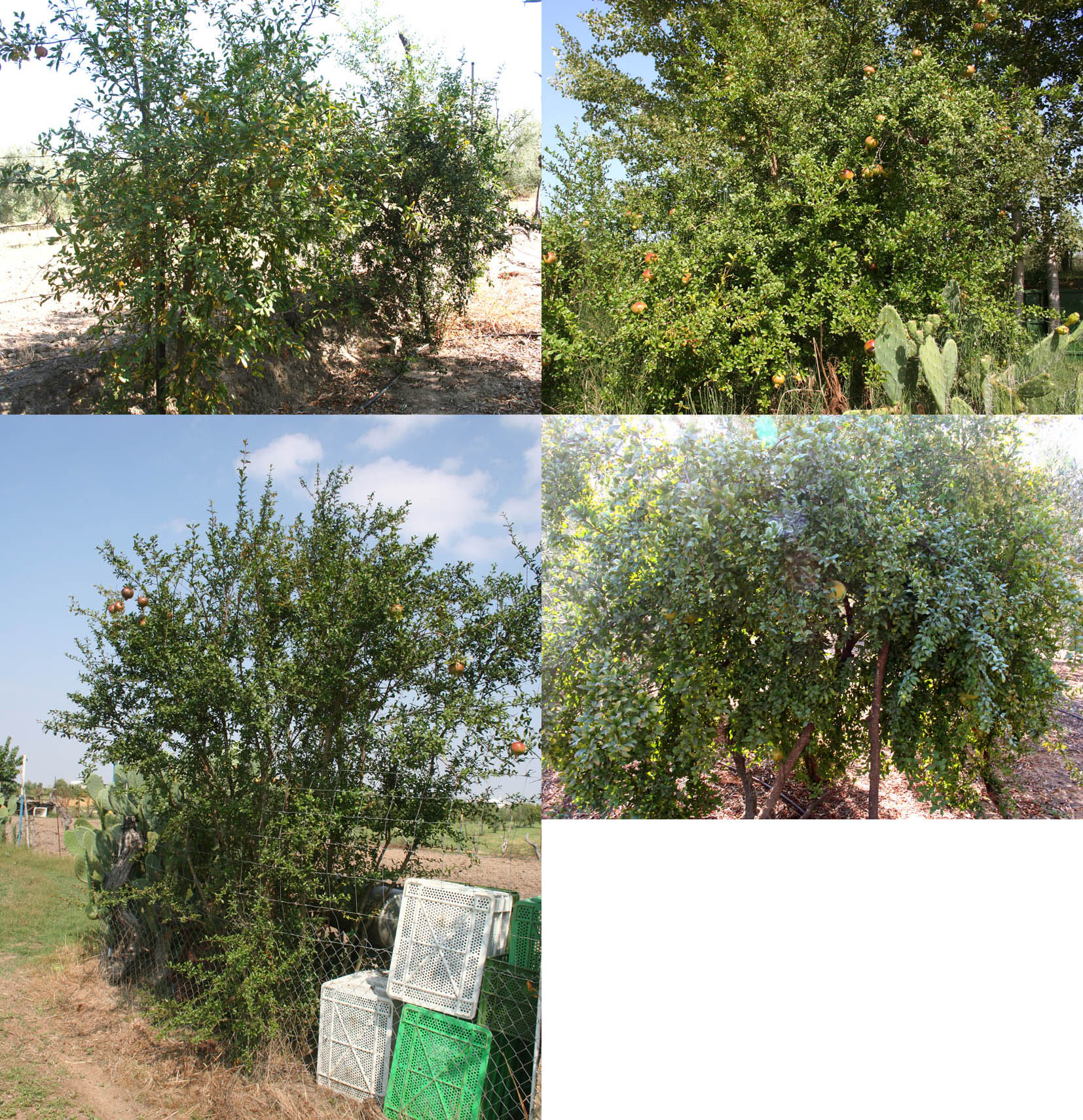407 · granados_arboles_zaf_sev_ayo_perro