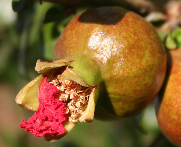 411 · granada_sevillana_flor_fruto