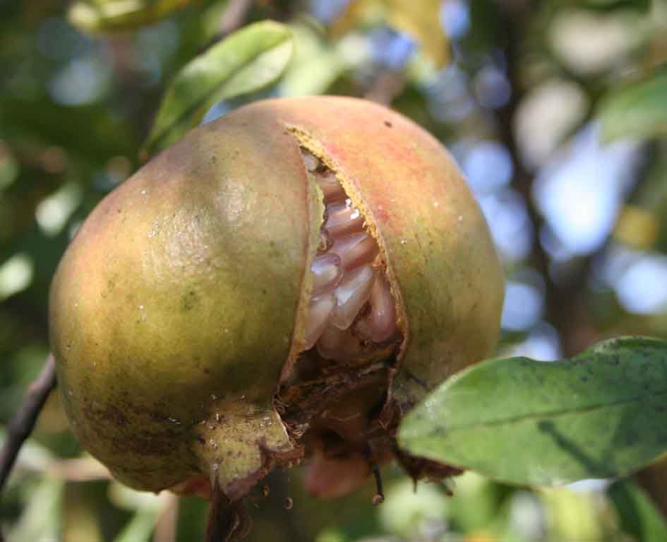 418 · VQ_Diego_Rodriguez_zafari_fruto_abiert_x10