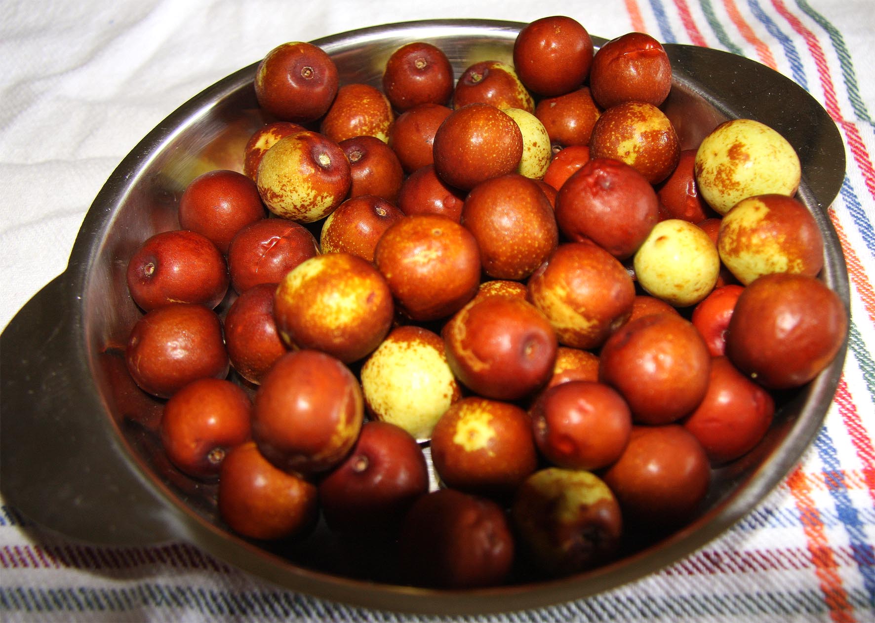 419 · Azufaifo_normal_frutos_intro