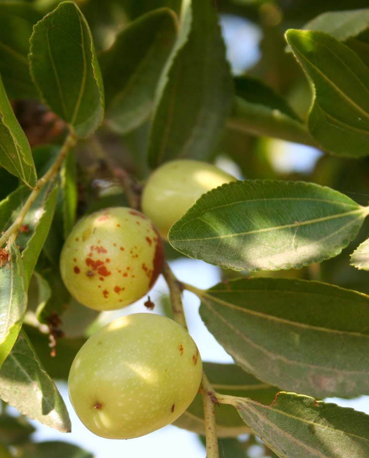 421 · ER_Francisco_Aragon_mediado_agosto_azofaifo_frutos_hojas