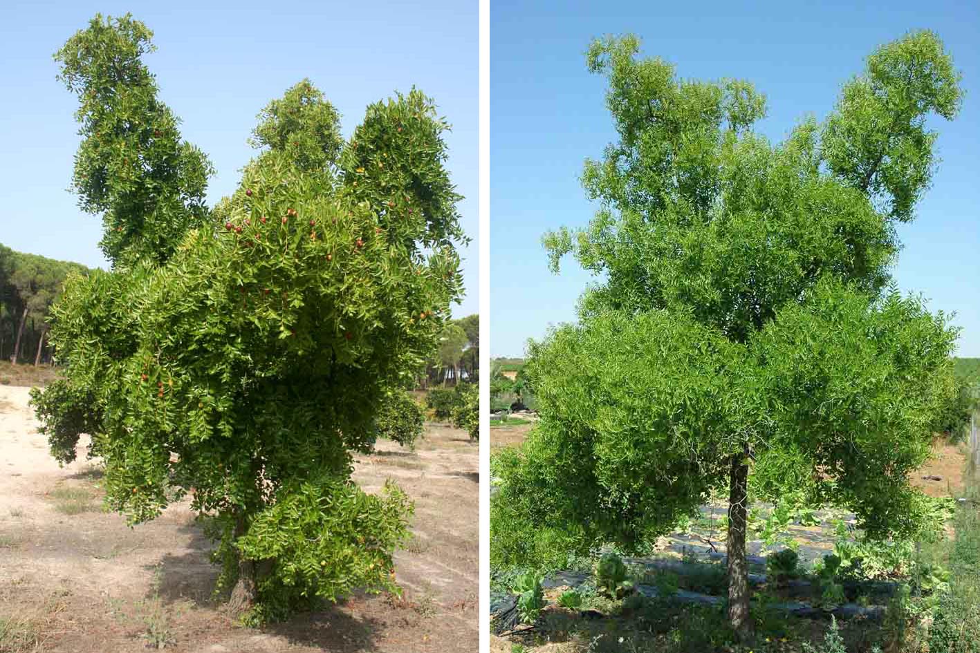 423 · azufaifo_normal_arbol_comp_camillero_perecito