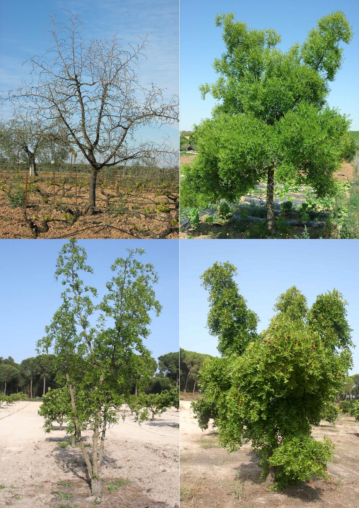 435 · azufaifo_normal_arbol_comparativa